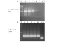 PB10.53-50 PCRBIO 1-Step Go RT-PCR Kit ( 500 rxns )